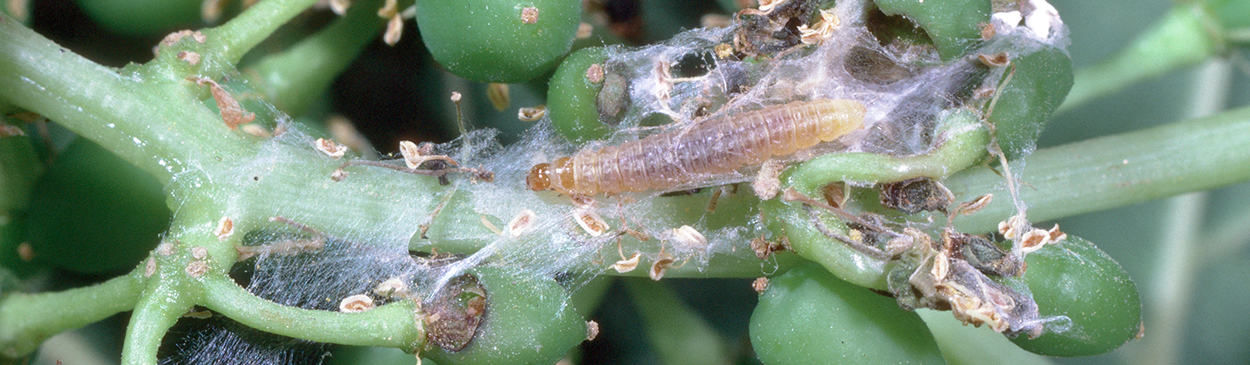 The larva of an omnivorous leafroller, Platynota stultana, in its silken webbing nest on young grape berries.