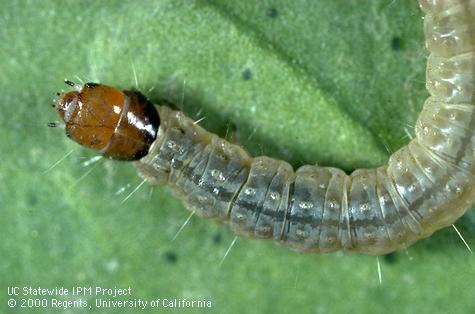 Omnivorous leafroller, <i>Platynota stultana,</i> larva.