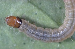 Omnivorous larva