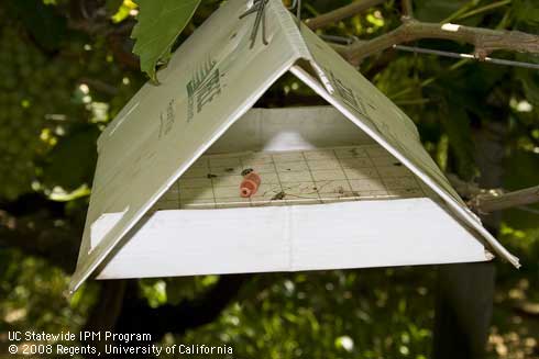 Delta type pheromone trap for omnivorous leafroller, <i>Platynota stultana.</i>.