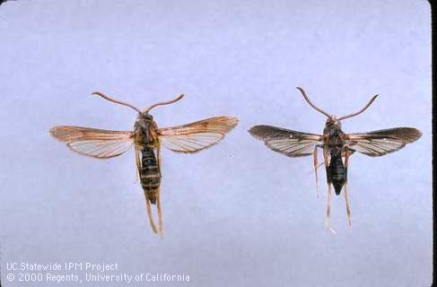 Adult male ash borers from western U.S. (left) and eastern U.S. (right).