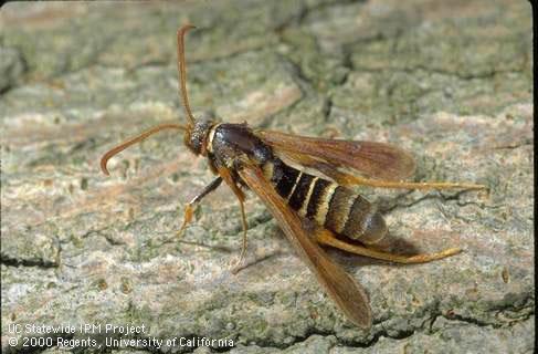 Adult male ash borer.