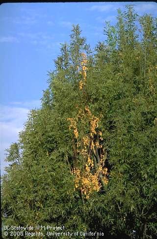 Dead patches in the canopy of a raywood ash caused by ash borer.