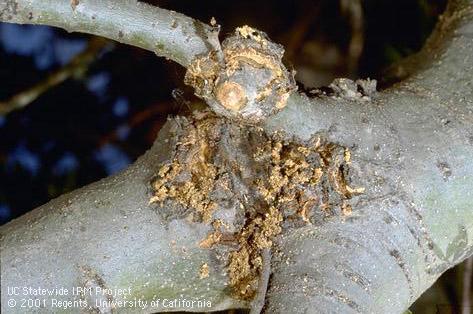 Gnarled bark and frass from the activity of an ash borer larva.