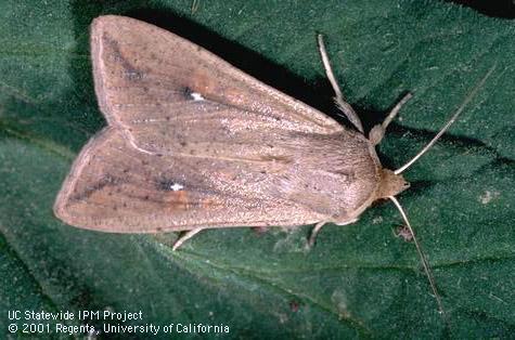 Adult armyworm.