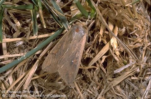 Adult armyworm on lawn thatch.