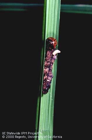 Larva of a parasitic wasp emerging from a dead armyworm,  <i>Mythimna</i> (=<i>Pseudaletia</i>) <i>unipuncta</i>.