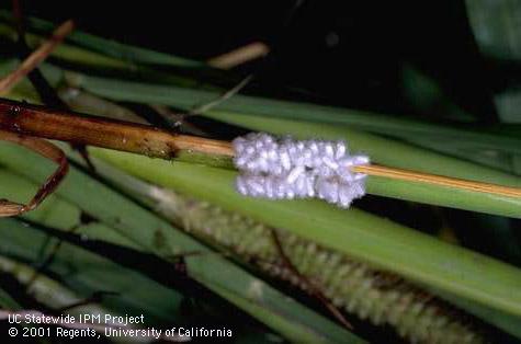 White silk cocoons on rice leaves formed by parasitic wasps after emerging from armyworms, <i>Mythimna</i> (=<i>Pseudaletia</i>) <i>unipuncta</i>.