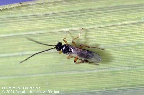 <i>Apanteles militaris</i>, a parasitoid wasp of armyworm, <i>Mythimna</i> (=<i>Pseudaletia</i>) <i>unipuncta</i>.