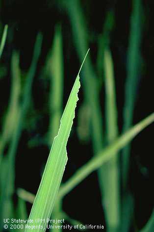 Angular holes caused by armyworm.