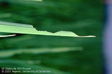 Crop damaged by armyworm.