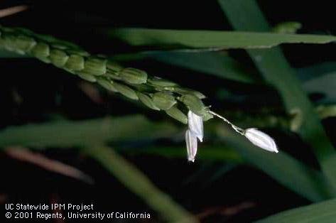 Crop damaged by armyworm.