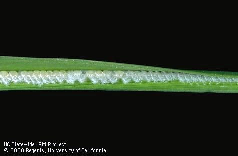 Armyworm eggs.