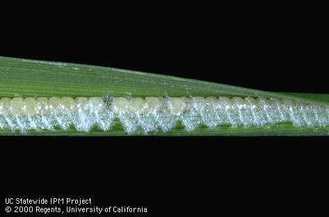 Egg of armyworm.