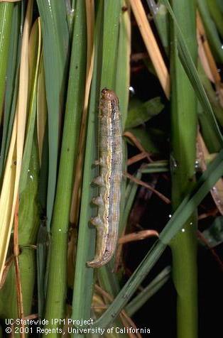 Larva of armyworm.