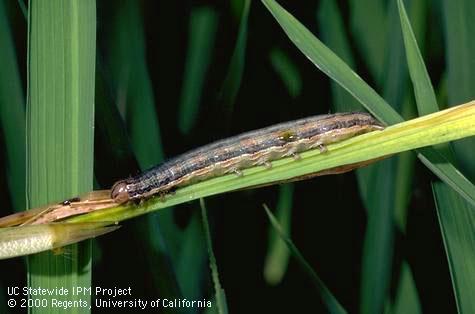 Armyworm larva.