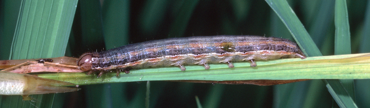 Armyworm larva.