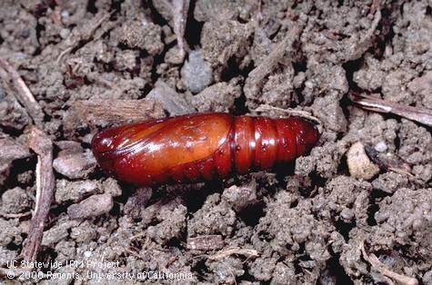 Pupa of armyworm.