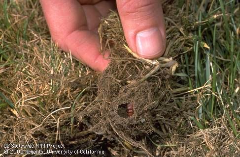 Armyworm pupa in soil cell formed by mature larva.