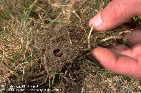 Armyworm pupa in soil cell formed by mature larva.