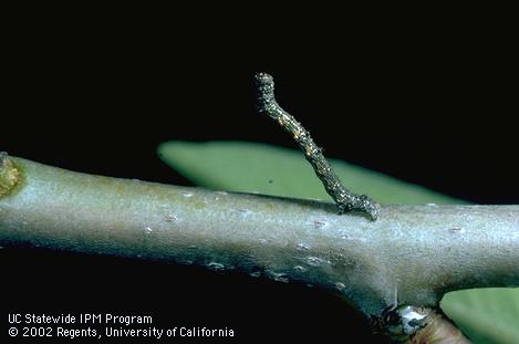 Larva of the spring cankerworm, <I>Paleacrita vernata.</I>.