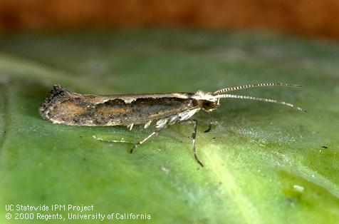 Adult, diamondback moth,<i> Plutella xylostella</i>.