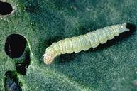 Diamondback moth larva.