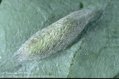 Pupa of diamondback moth.