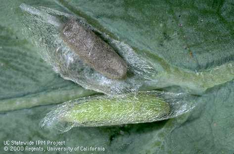 Pupae of diamondback moth, <i>Plutella xylostella</i>, are green to yellowish and occur in a loose silken cocoon. When parasitized (top) the pupa darkens.