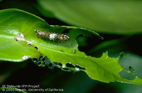 Larva of black anise swallowtail.