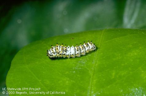 Larva of black anise swallowtail.