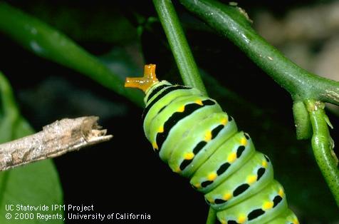 Larva of black anise swallowtail.