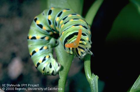 Larva of black anise swallowtail.