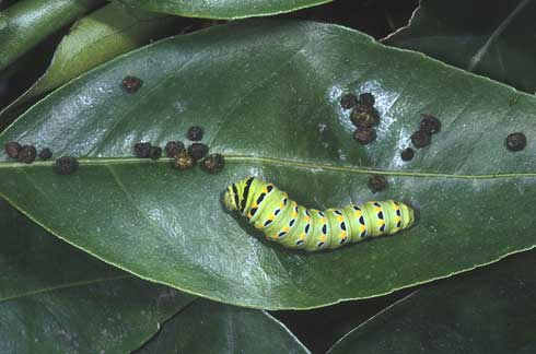 Larva and frass of black anise swallowtail or citrus orangedog, <I>Papilio zelicaon</I>, on a leaf.