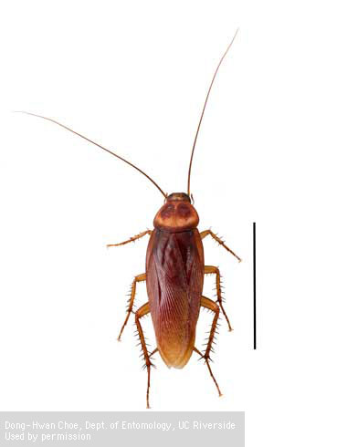 Adult male American cockroach, <i>Periplaneta americana</i>.