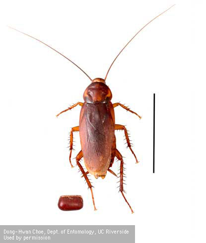 Adult female American cockroach, <i>Periplaneta americana</i>, with egg case.