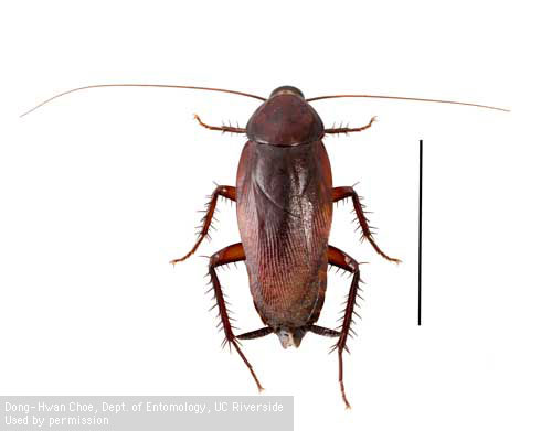 Adult female smokybrown cockroach, <i>Periplaneta fuliginosa</i>.