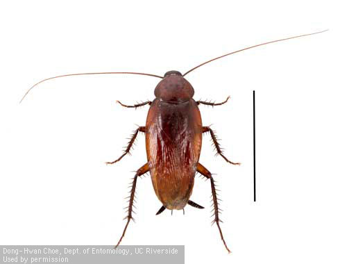 Adult male smokybrown cockroach, <i>Periplaneta fuliginosa</i>.