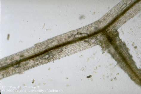 Adult root lesion nematode.