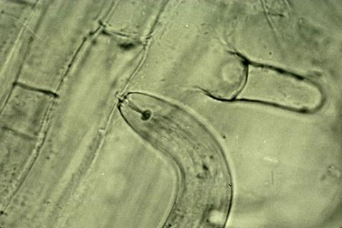 An adult root lesion nematode's mouthparts puncture a root cell wall.