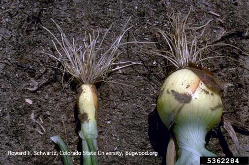 Reduction in growth and bulb size of onion (left) caused by stubby root nematode, <i>Paratrichodorus</i> spp., feeding.