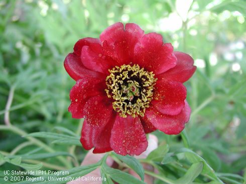 Blossom of maroon tree peony, <I>Paeonia delavayi</I>.  