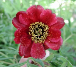 Maroon peony blossom