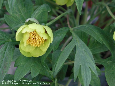 Blossom of yellow tree peony, <I>Paeonia lutea</I>.  