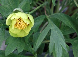 Yellow peony blossom