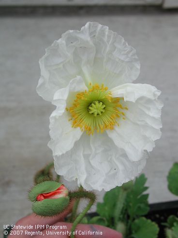 Blossom of Iceland poppy and unopened flower, <I>Papaver nudicaule</I>.  