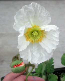 White blossom