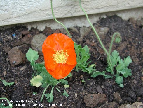 Blossom of Iceland Poppy, <I>Papaver nudicaule</I>.  