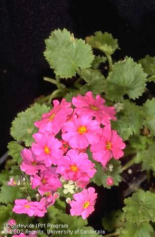 Leaves and pink blossoms of <I>Primula obconica</I> (Primulaceae).  