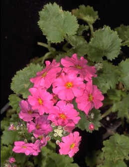 Pink blossoms